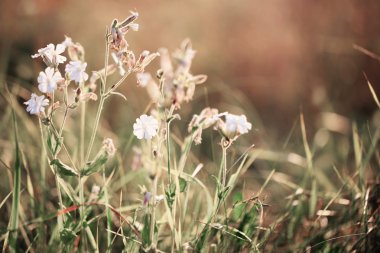 sunrise, beyaz çiçekler