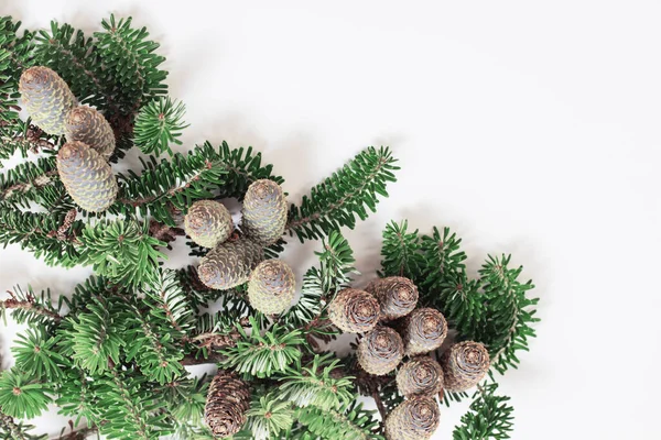 Branch Fir Cones White Background — Stock Photo, Image