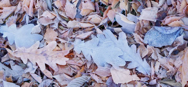 Fondo Hojas Otoño Congeladas Suelo —  Fotos de Stock