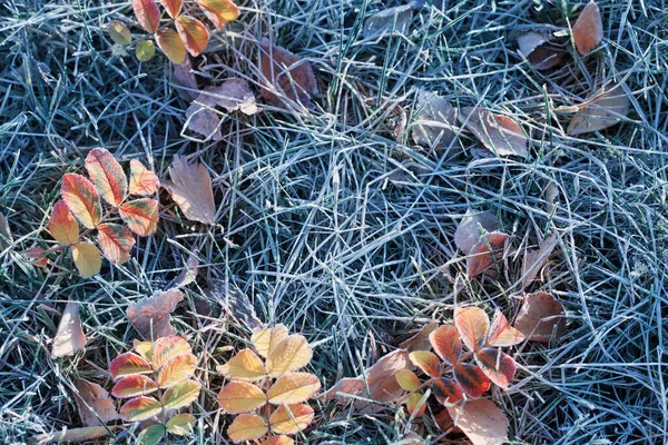 Autumn Leaves Grass Frost — Stock Photo, Image