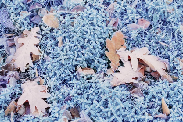 青い草の上に凍る紅葉の背景 — ストック写真