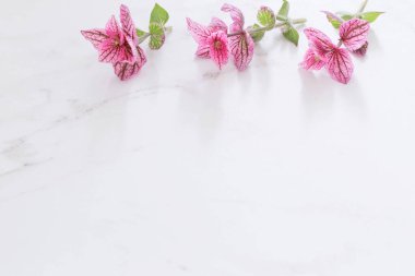 Beyaz mermer arka planda pembe dekoratif adaçayı dalları