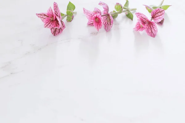 Rami Salvia Decorativa Rosa Sfondo Marmo Bianco — Foto Stock