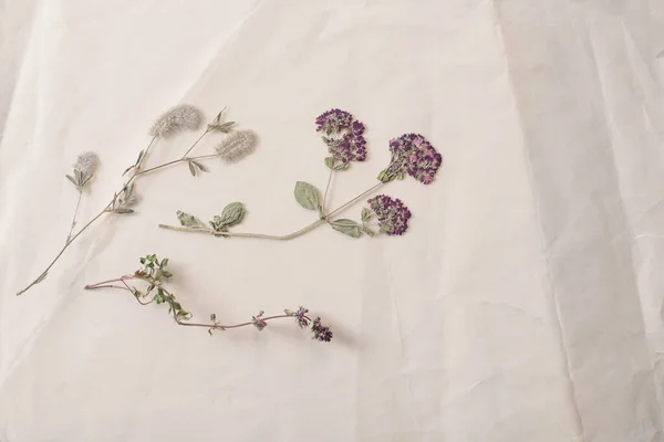 Fleurs Séchées Sur Vieux Papier Froissé — Photo
