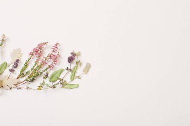 Beyaz Arkaplanda Kurumuş Çiçekler