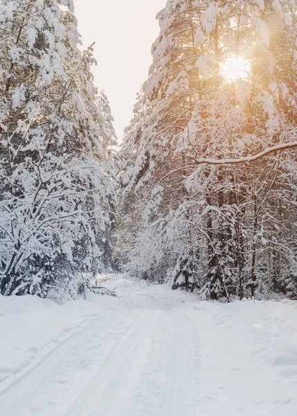 Vinterväg Trä Med Snö Och Solljus — Stockfoto