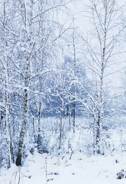 Inverno Nevado Paisagem Nublada Com Árvores — Fotografia de Stock