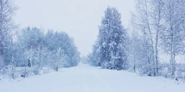 Invierno Nevado Paisaje Nublado Con Árboles — Foto de Stock