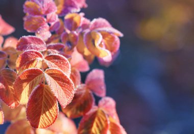 Güneşli bir sabahta sonbahar yaprakları ve buz kristallerinde gül kalçaları