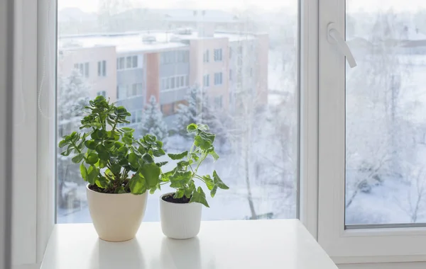 Зеленые Растения Окнам Зимой — стоковое фото