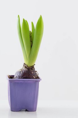 Beyaz arka planda plastik kapta sümbül çiçekleri