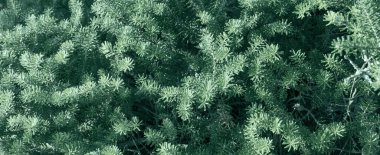 Kozalaklı dalların güzel arkaplanı