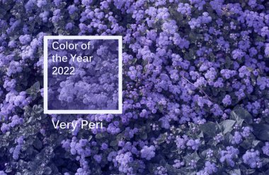 Ageratum 'un arka planı güneş ışığı açık havada, 2022 yılının rengi