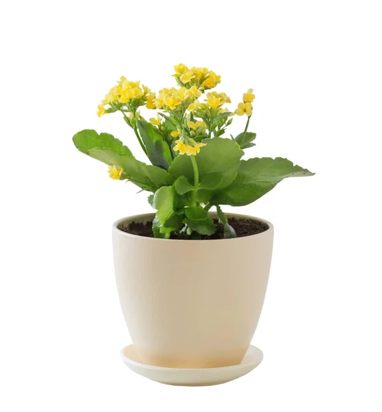 Kalanchoe Jaune Dans Pot Fleurs Isolé Sur Fond Blanc — Photo