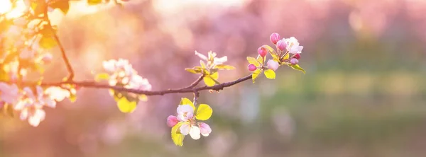 Sztandar Różowymi Białymi Kwiatami Jabłek Świetle Słonecznym Zewnątrz — Zdjęcie stockowe