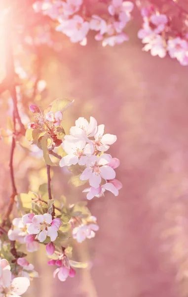 Flores Manzana Rosa Blanca Luz Del Sol Aire Libre — Foto de Stock