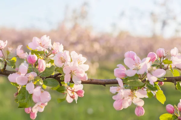 Flores Manzana Rosa Blanca Luz Del Sol Aire Libre — Foto de Stock