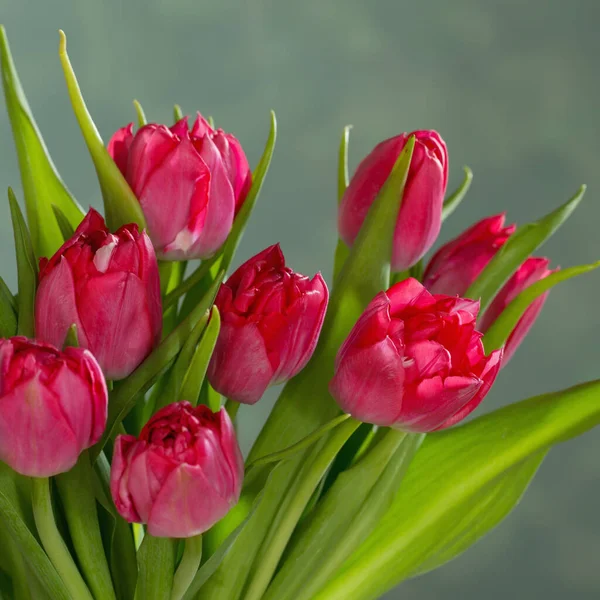 Tulipanes Rojos Sobre Fondo Verde — Foto de Stock