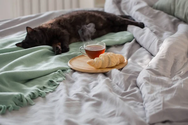 Svart Katt Med Kopp Sängen — Stockfoto