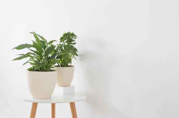 House Plant Pot White Background — Stok Foto