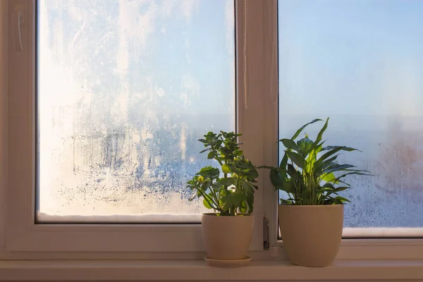冬季阳光下窗台上的室内植物 — 图库照片