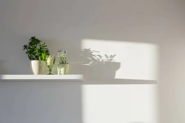 在阳光下的白色木制架子上的室内植物 — 图库照片