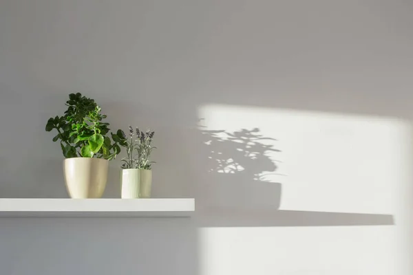 在阳光下的白色木制架子上的室内植物 — 图库照片