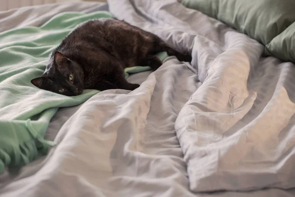 Чорний Кіт Ліжку Зеленою Плед — стокове фото