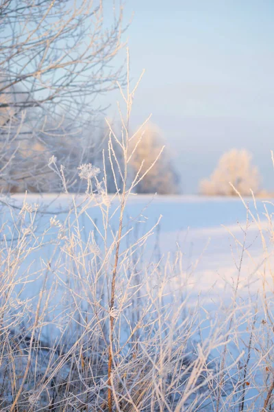 Beautiful Sunny Winter Landscape Hoarfrost — Fotografia de Stock