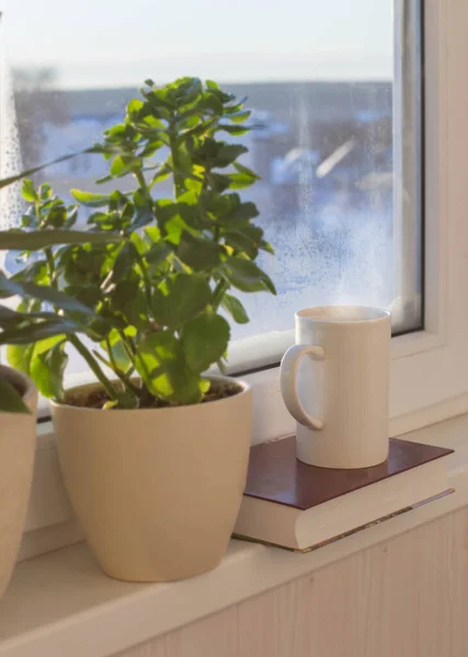 冬天阳光下的窗台上的咖啡和室内植物 — 图库照片