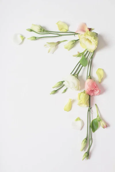 Весняні Красиві Квіти Білому Тлі — стокове фото