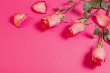Pembe kağıt üzerinde güller