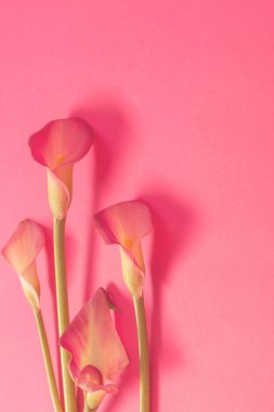 Kalla zambağının güzel çiçekleri kağıt arkaplanda