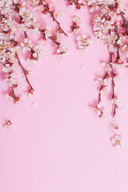 Pembe kağıt üzerinde kiraz çiçekleri