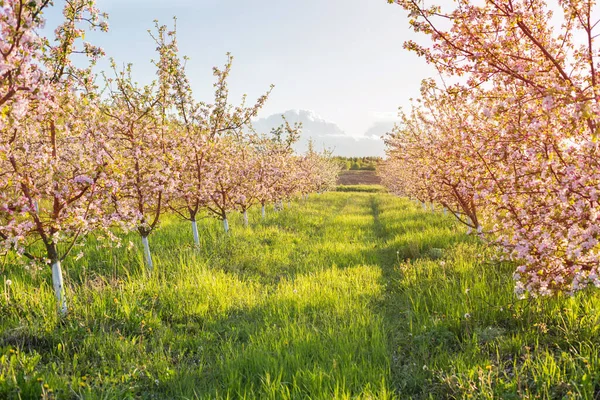 春の開花太陽の下でリンゴ園 — ストック写真