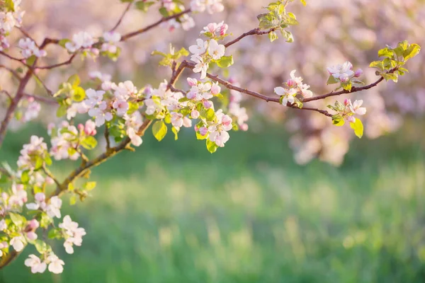 Розовые Белые Яблочные Цветы Солнечном Свете Открытом Воздухе — стоковое фото