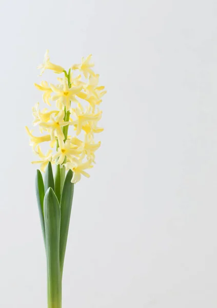 Yellow Hyacinth Flowers White Background — Stock Photo, Image