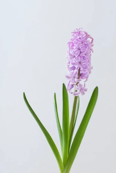 Pink Hyacinth Flowers White Background — Stock Photo, Image