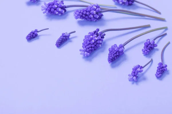 Muscari Blumen Auf Lila Papier Hintergrund — Stockfoto