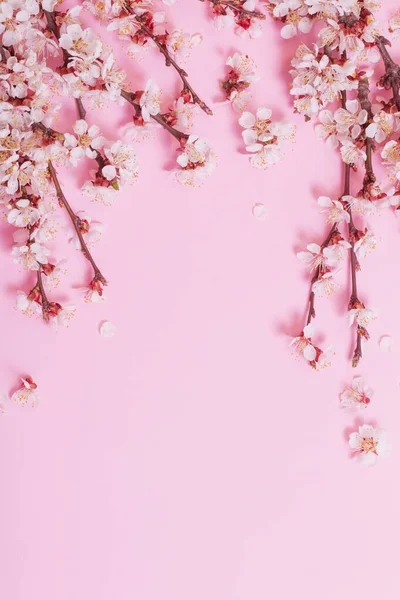 Flores Cereza Sobre Fondo Papel Rosa — Foto de Stock