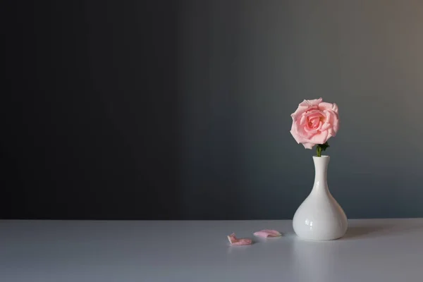 Pink Rose White Vase Gray Background — Stock Photo, Image