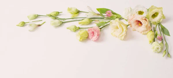 Primavera Belas Flores Fundo Branco — Fotografia de Stock