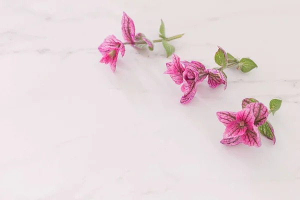 Rami Salvia Decorativa Rosa Sfondo Marmo Bianco — Foto Stock