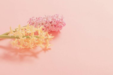 Pembe arka planda iki sümbül