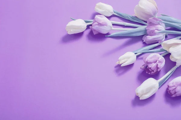 Gyönyörű Tulipán Lila Papír Háttér — Stock Fotó