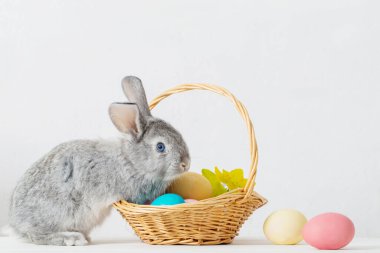 bunny Paskalya ile beyaz arka plan üzerinde yumurta