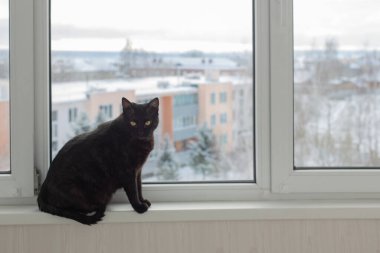 Kara kedi kışın pencere eşiğinde