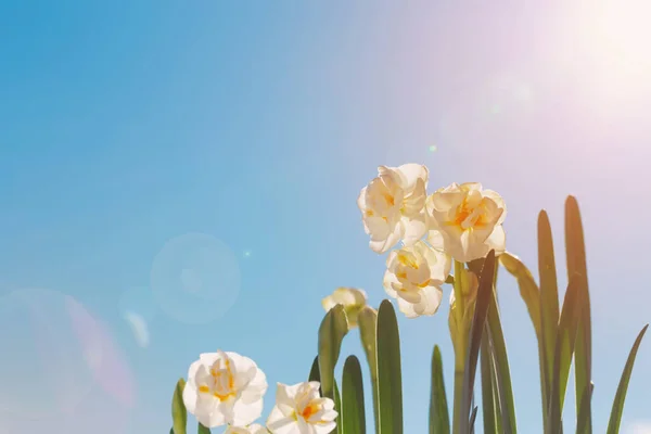 Vackra Påskliljor Bakgrund Blå Himmel — Stockfoto