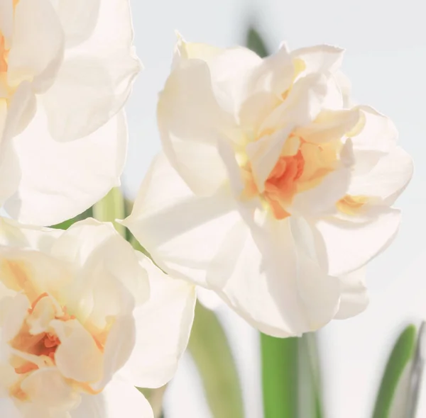 Vackra Vita Påskliljor Närbild — Stockfoto