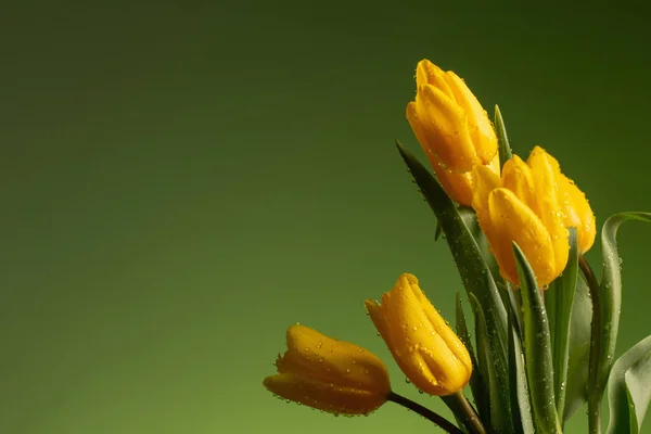 Tulipanes Amarillos Con Gotas Agua Sobre Fondo Verde — Foto de Stock